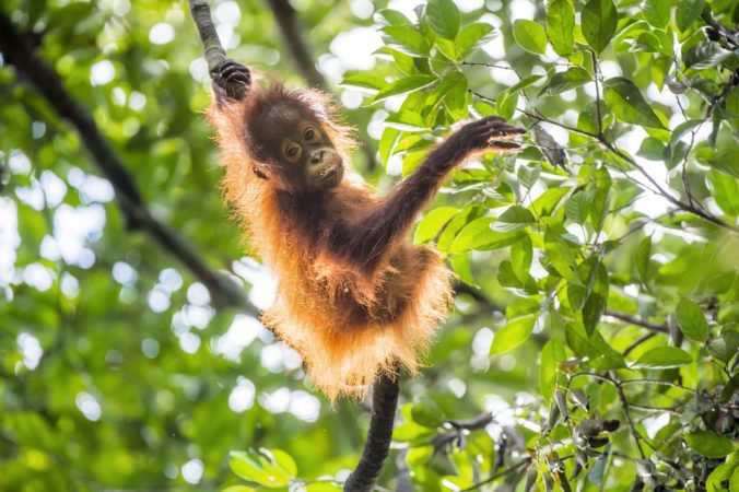 Na Bali zadržali Andreja, ktorý sa pokúšal prepašovať orangutana