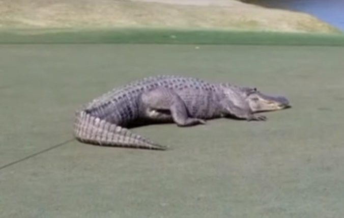 Video: Golfový turnaj mal nečakaného návštevníka, po jamkovisku sa prechádzal obrovský aligátor