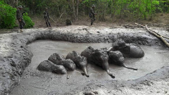 Video: Strážcovia parku v Thajsku zachránili šesť sloních mláďat z jamy plnej bahna