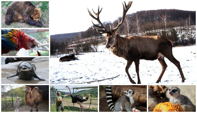 Do košickej zoo zavítal rekordný počet návštevníkov, v pláne je niekoľko noviniek