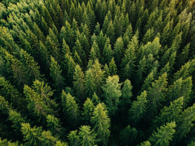 Štátne lesy vysadia 12 miliónov stromčekov