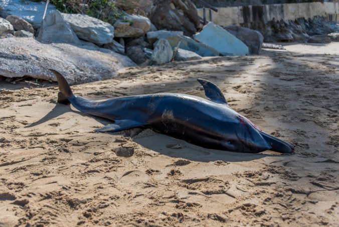 Egejské more vyplavilo uhynuté delfíny, ochranári vinia za smrť zvierat námorníctvo