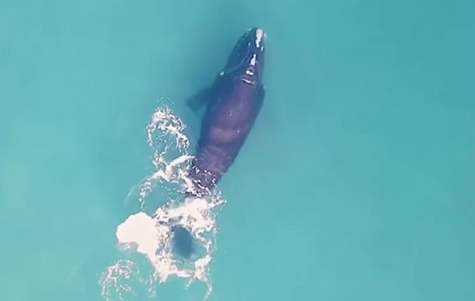 Video: Vedci pozorovali novoobjavené mláďatá veľryby biskajskej, je kriticky ohrozeným druhom