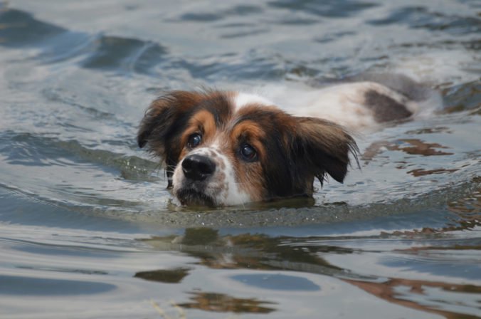 Pes plával 220 kilometrov od pobrežia, zachránili ho robotníci na ropnej plošine