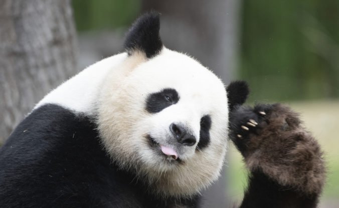 Viedenská zoo má nového obyvateľa, Yuan Yuan sa môže tešiť na svoju partnerku