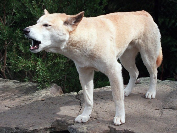 Divý pes dingo takmer rodičom ukradol dieťa z karavanu, otec ho zachránil v poslednej chvíli