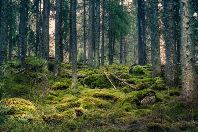 Lesníkov trápi stav slovenských lesov, riešenie vidia v ich obnove