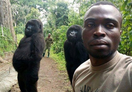 Foto: Gorily pózovali na selfie so svojimi záchrancami, vnímajú ich rodičov