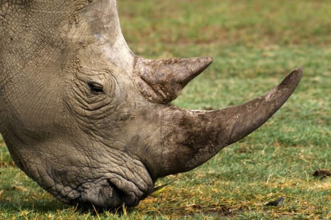 Rohy nosorožcov sa na Slovensko nebudú dočasne dovážať, opatrenie odporučila polícia