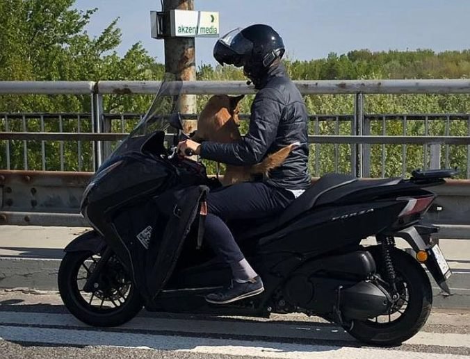 Foto: Policajti v Bratislave riešili kuriózny prípad, stopli motocyklistu so psom