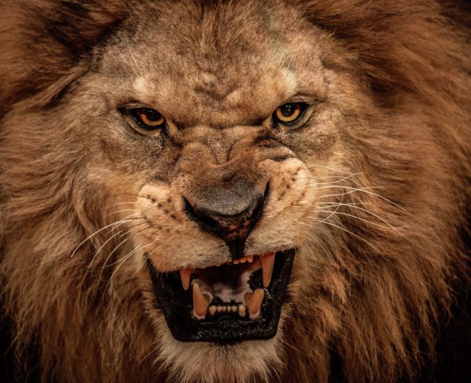 Muža v nemeckej zoo napadli levy, skúsený ošetrovateľ utrpel vážne zranenia