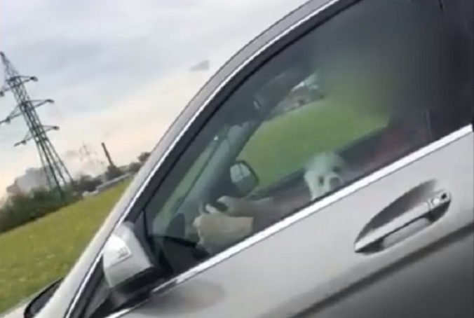 Video: Policajti zastavili netradičnú dvojicu, za volantom Mercedesu sedel dôchodca so psíkom