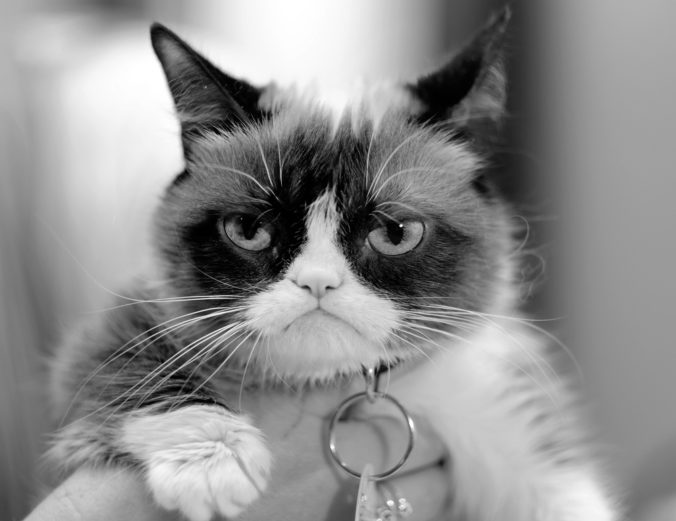 Zomrela svetoznáma Grumpy Cat, preslávila sa svojím zamračeným výrazom