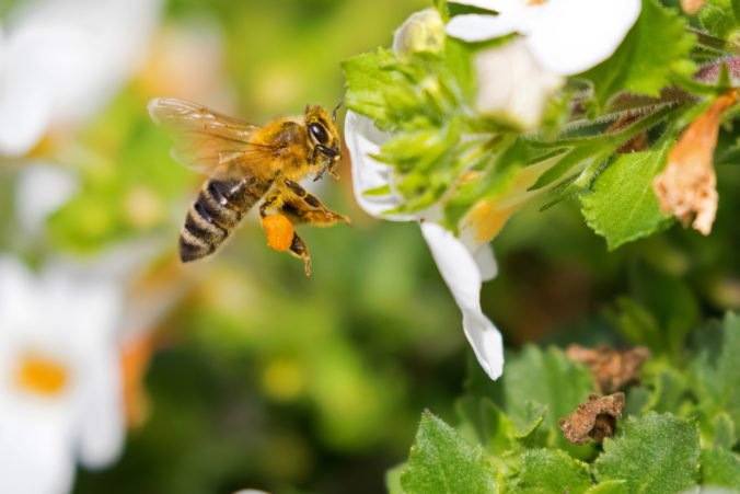 Zimu neprežili tisíce včelstiev. Ovplyvní to tohtoročnú produkciu medu?