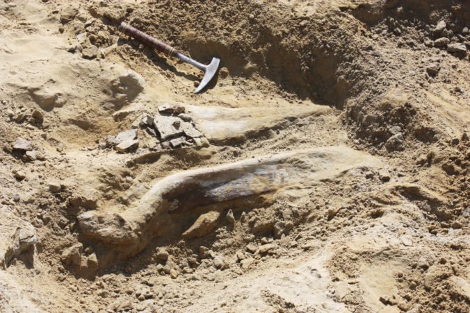Robotníci našli pri výkopových prácach kosti dinosaura, sú staré desiatky miliónov rokov