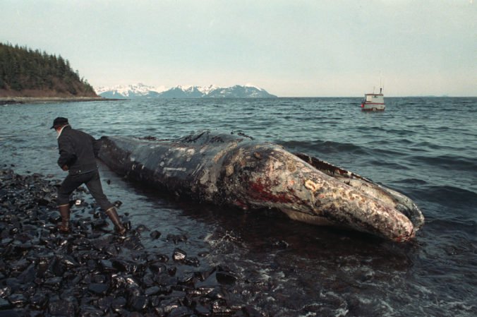 Na americkom pobreží nachádzajú neobvyklé množstvo mŕtvych veľrýb, na Aljaške našli už tretiu