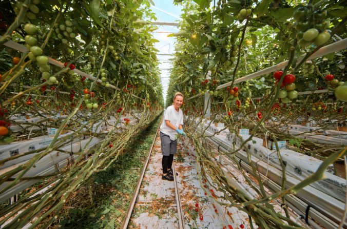 Paradajkovo: vďaka spolupráci s Tescom ponúkame domáce paradajky na celom Slovensku