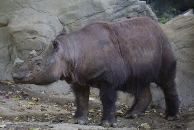 Zomrel posledný samec nosorožca sumatrianskeho v Malajzii, v krajine zostal len posledný jedinec
