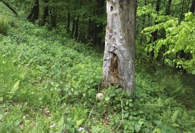 Foto: V lese našli ľudskú lebku, polícia začala trestné stíhanie pre prečin usmrtenia