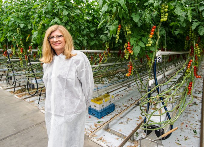 Foto: Matečná navštívila skleníky s paradajkami v Podhájskej, vykurujú ich termálne pramene