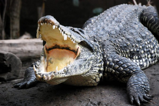 Krokodíl vystrašil motoristov v Louisiane, odhryzol kus z policajného auta a ušiel