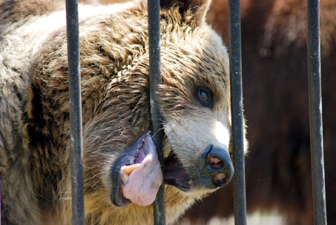 Policajti v Litve vyslobodili medveďa z cirkusu, držali ho v rozhorúčenej klietke