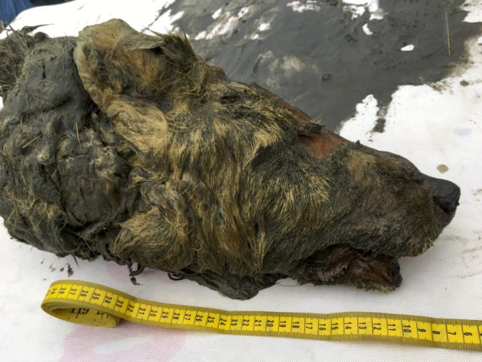 Foto: Na Sibíri objavili perfektne zachovanú hlavu vlka z doby ľadovej, objav označili za unikátny