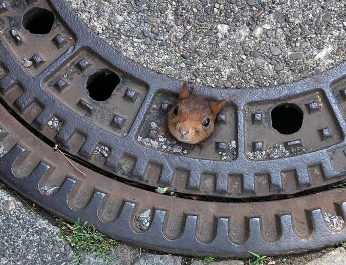 Foto: Veverička uviazla v diere kanalizačného poklopu, zachraňovali ju hasiči aj policajti