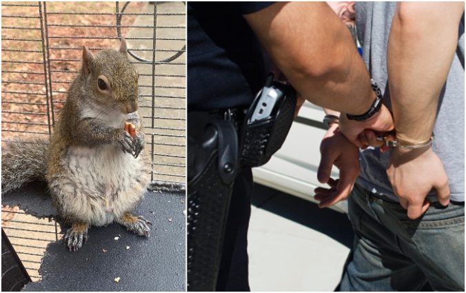Polícia chytila muža, ktorý údajne kŕmil veveričku metamfetamínom