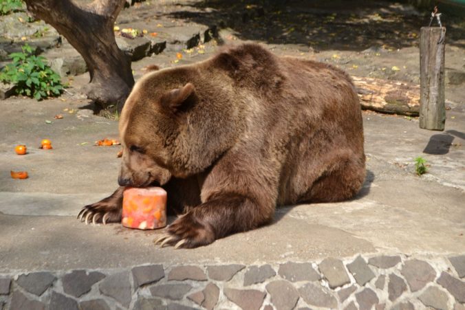 Zoo v Bojniciach chráni zvieratá pred horúčavami, pripravuje im dostatok vody aj ovocie v ľade
