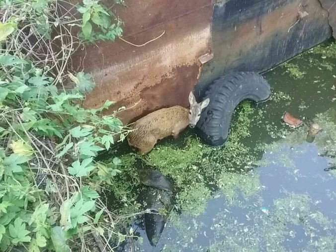 Foto: Hasiči zachránili srnku, spadla do štvormetrovej jamy