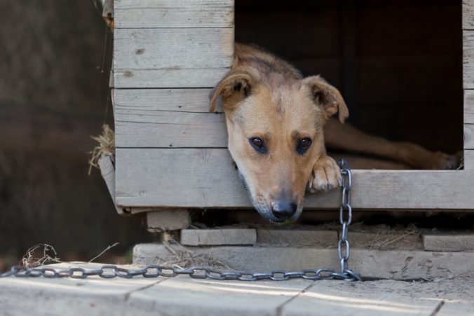 Petíciu za zákaz držania psov na reťaziach podpísalo viac ako 50-tisíc ľudí