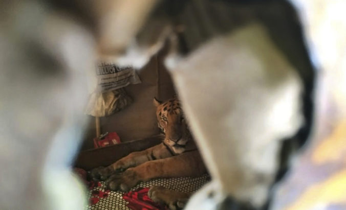 Tigrica ušla z národného parku a unavená prespala celý deň v posteli vystrašeného Inda