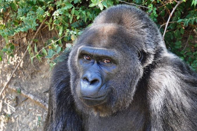 Zomrela Trudy, ktorá bola zrejme najstaršou gorilou žijúcou v zajatí