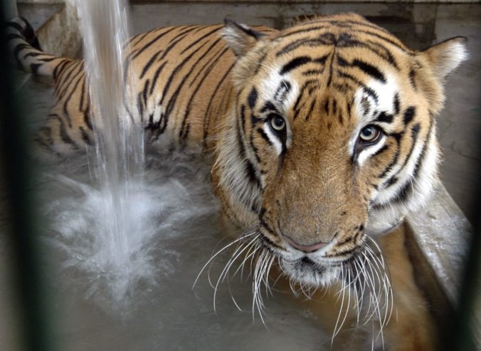 India dosiahla historický úspech, populácia tigrov stúpla na niekoľko tisíc kusov