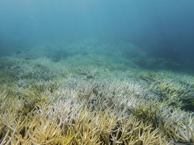 Vyššia teplota Tichého oceánu zabila podľa vedcov až tretinu koralového útesu ostrova Guam