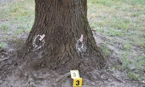 Polícia vyšetruje podozrivé vysychanie stromov v Dunajskej Strede, na príčine je neznáma látka