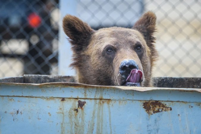 Medveďa do domu v Colorade zrejme prilákala vôňa odpadkov, potom si urobil dieru v stene a ušiel