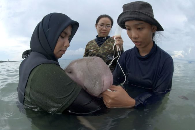 Video: Malý dugong, ktorý sa stal hviezdou internetu, zomrel po prehltnutí plastov