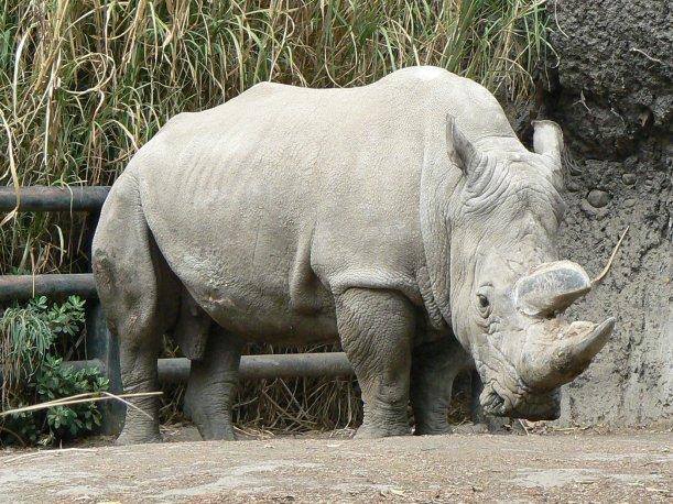 Dvom posledným samiciam nosorožca tuponosého odobrali vajíčka, snažia sa tak zabrániť ich vyhynutiu