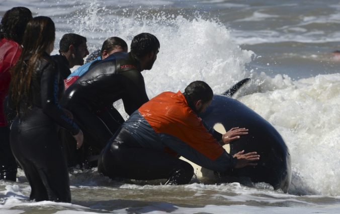 Foto: V Argentíne zachránili šesť kosatiek dravých, ktoré uviazli na pláži