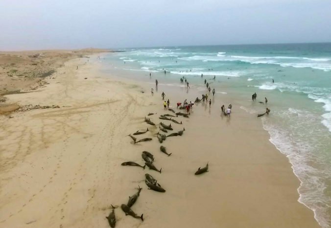 Na ostrove Boa Vista uhynulo viac ako sto delfínov, pochovať ich museli s pomocou buldozérov