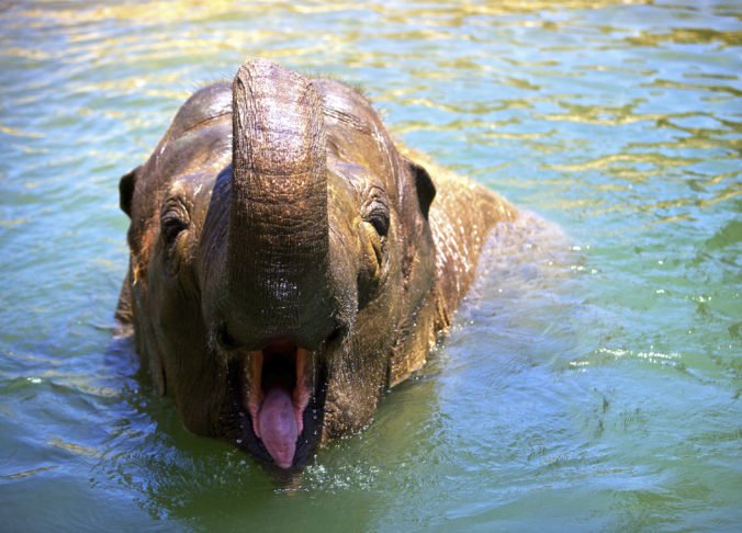 V Santa Barbare utratili samicu slona ázijského, bola posledným slonom v zoologickej záhrade