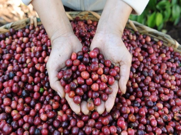 NESCAFÉ Plán: Mezinárodný deň kávy v duchu udržateľného pestovania