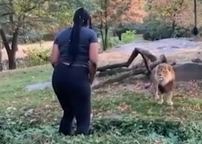 Video: Žena vošla v zoo do výbehu pre levy a začala pred zvieraťom tancovať