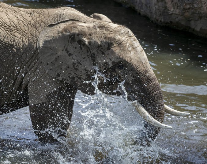 Šesť slonov zahynulo v thajskom vodopáde Haew Narok, keď sa snažili navzájom zachrániť