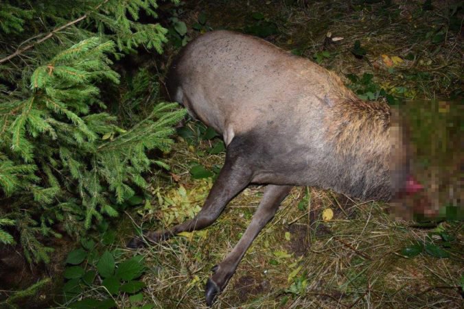 Foto: Pytliaci zastrelili dva jelene, jeden z nich mal aj odrezanú hlavu