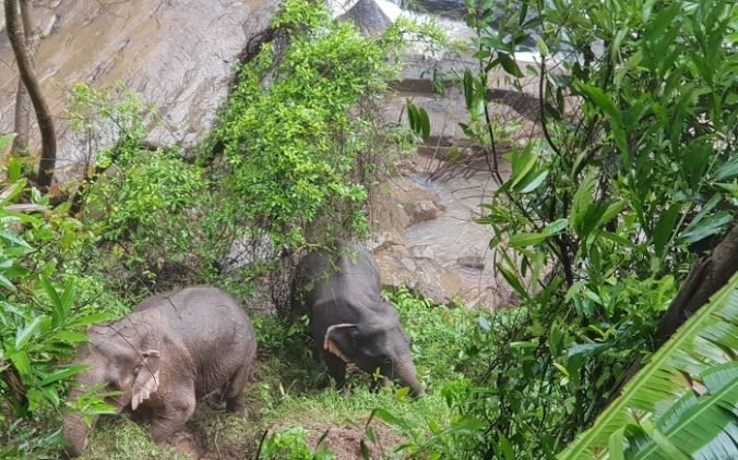 Video: Po prúde od thajského vodopádu Haew Narok našli ďalších päť mŕtvych slonov