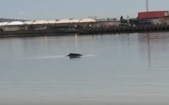 Video: V britskej Temži plával vráskavec dlhoplutvý, veľryba mala takmer desať metrov
