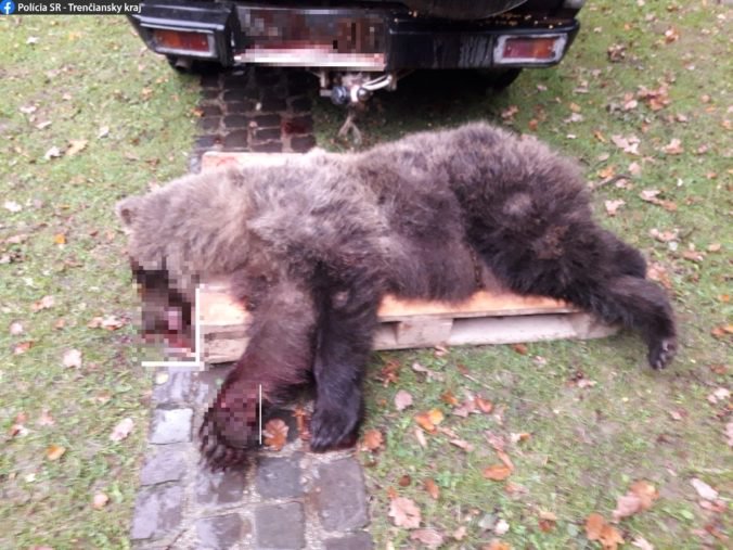 Foto: Medveď vybehol z lesa, vodič dodávky už zrážke nedokázal zabrániť